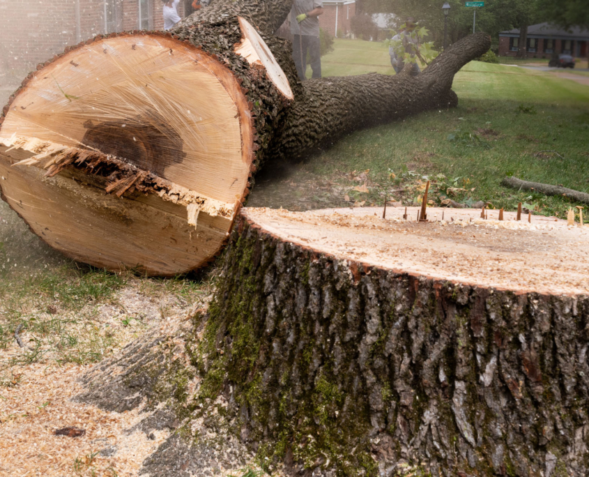 large tree removal neighborhood home