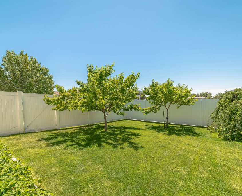 new trees planted in back yard