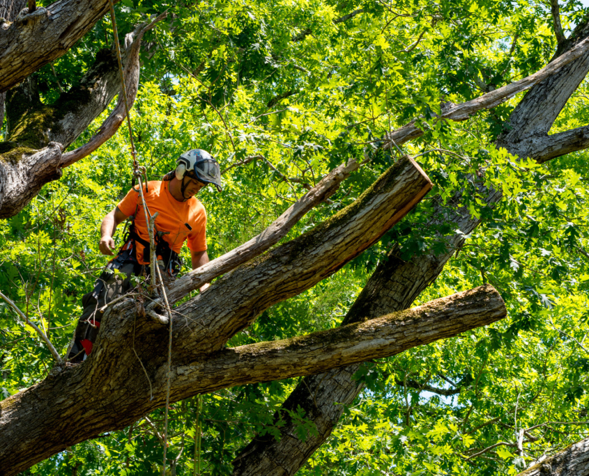 worker climbing and cutting tree