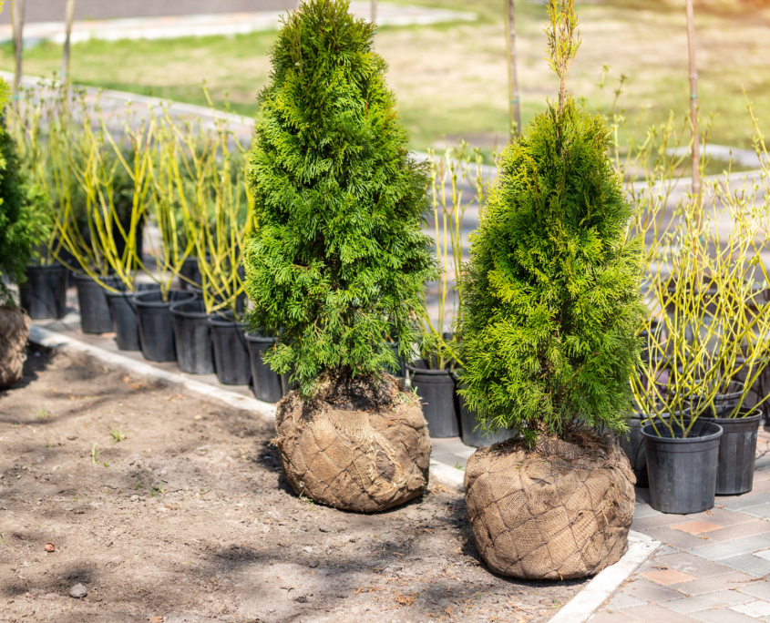 burlapped root ball trees
