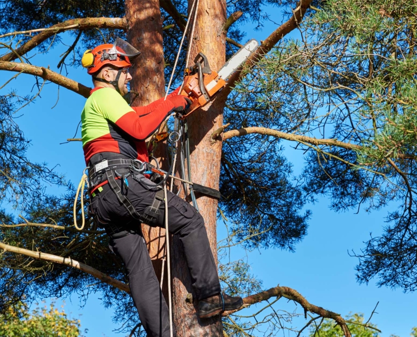 tree climbing and trimming