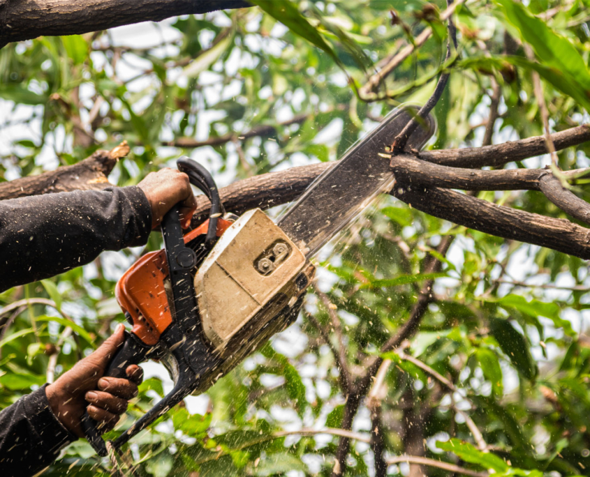 treetrimming hands chainsaw