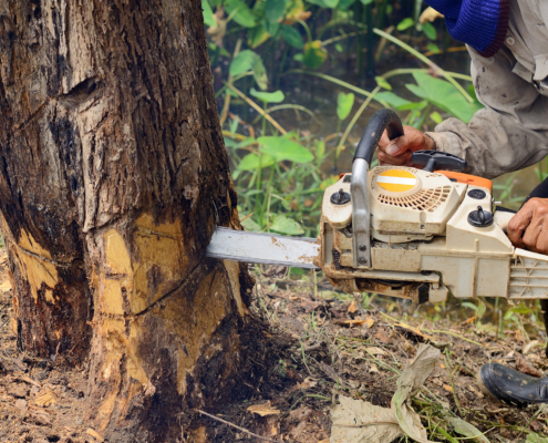 Knowing When To Remove a Tree: Signs to Look for as a St. Louis Homeowner