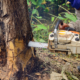 Knowing When To Remove a Tree: Signs to Look for as a St. Louis Homeowner