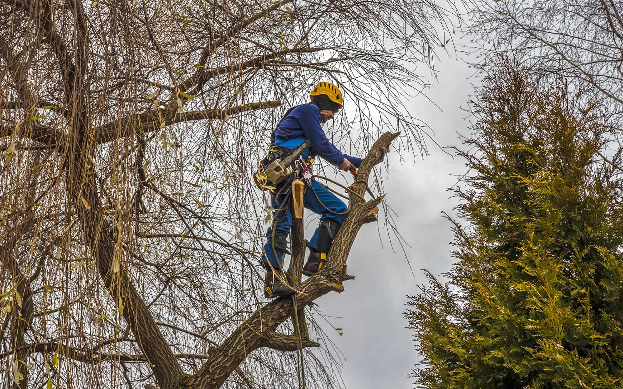 DIY Tree Trimming Safety in Winter | MTS