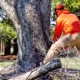 worker removing tree