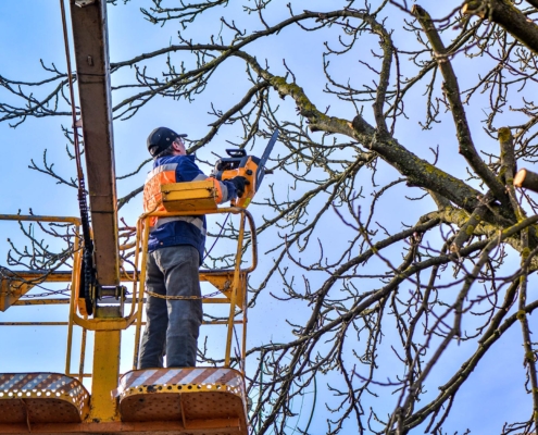 Oak tree trimming