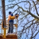 Oak tree trimming