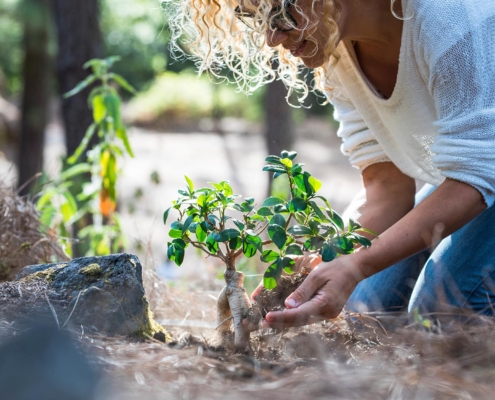 Person planting tree