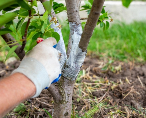 Person wrapping tree to protect it from insects