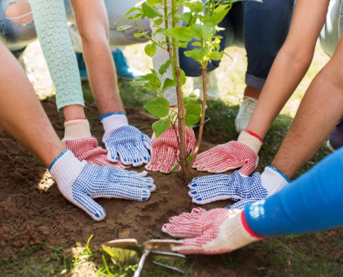 Group of people planting tree