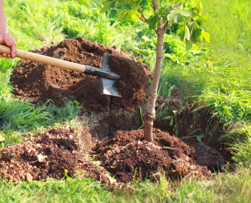 Person planting new tree