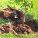 Person planting new tree