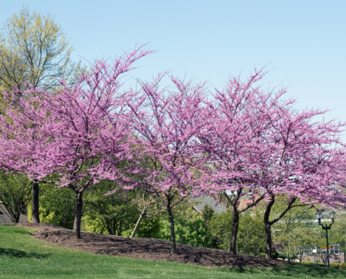 Native Flowering Trees for Your Landscaping in Missouri