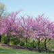 Native Flowering Trees for Your Landscaping in Missouri