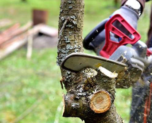 Professional Tree Care during the summer time