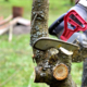 Professional Tree Care during the summer time