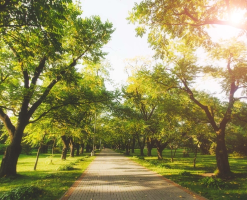 View of trees in the sun on a summer day