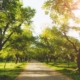 View of trees in the sun on a summer day
