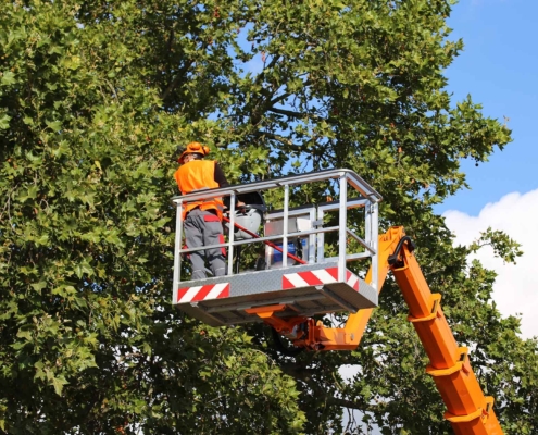 summer time tree pruning