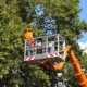 summer time tree pruning