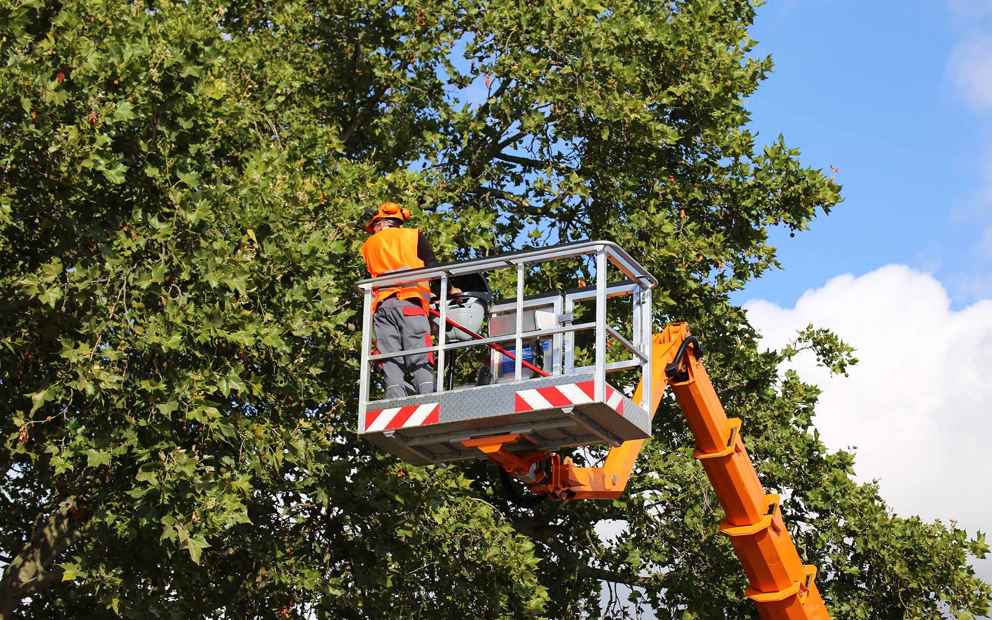Find Expert Tips for Pruning Trees in Summer