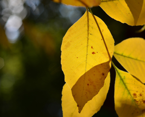 Autumn leaves in soft light