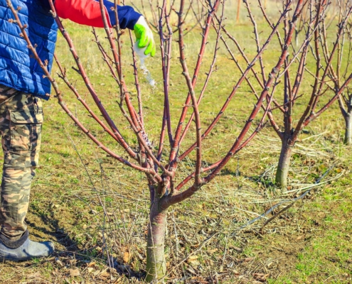 Fertilizing fruit trees. A gardener scatters nitrogen fertilizer granules on the ground near a tree in an orchard