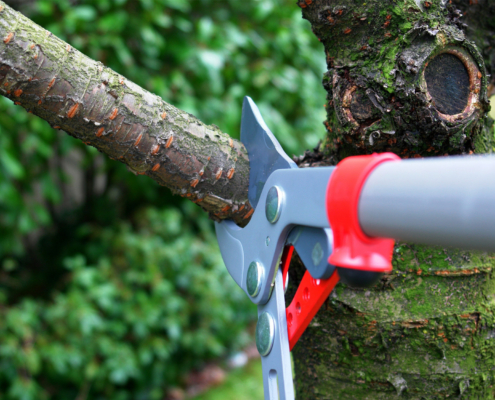 How to Conduct a Commercial Tree Care Review That Saves Next Year’s Budget