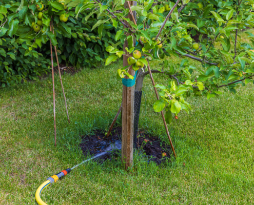 Late Summer Tree Care Tips for Combating Commercial Drought Stress