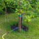 Late Summer Tree Care Tips for Combating Commercial Drought Stress