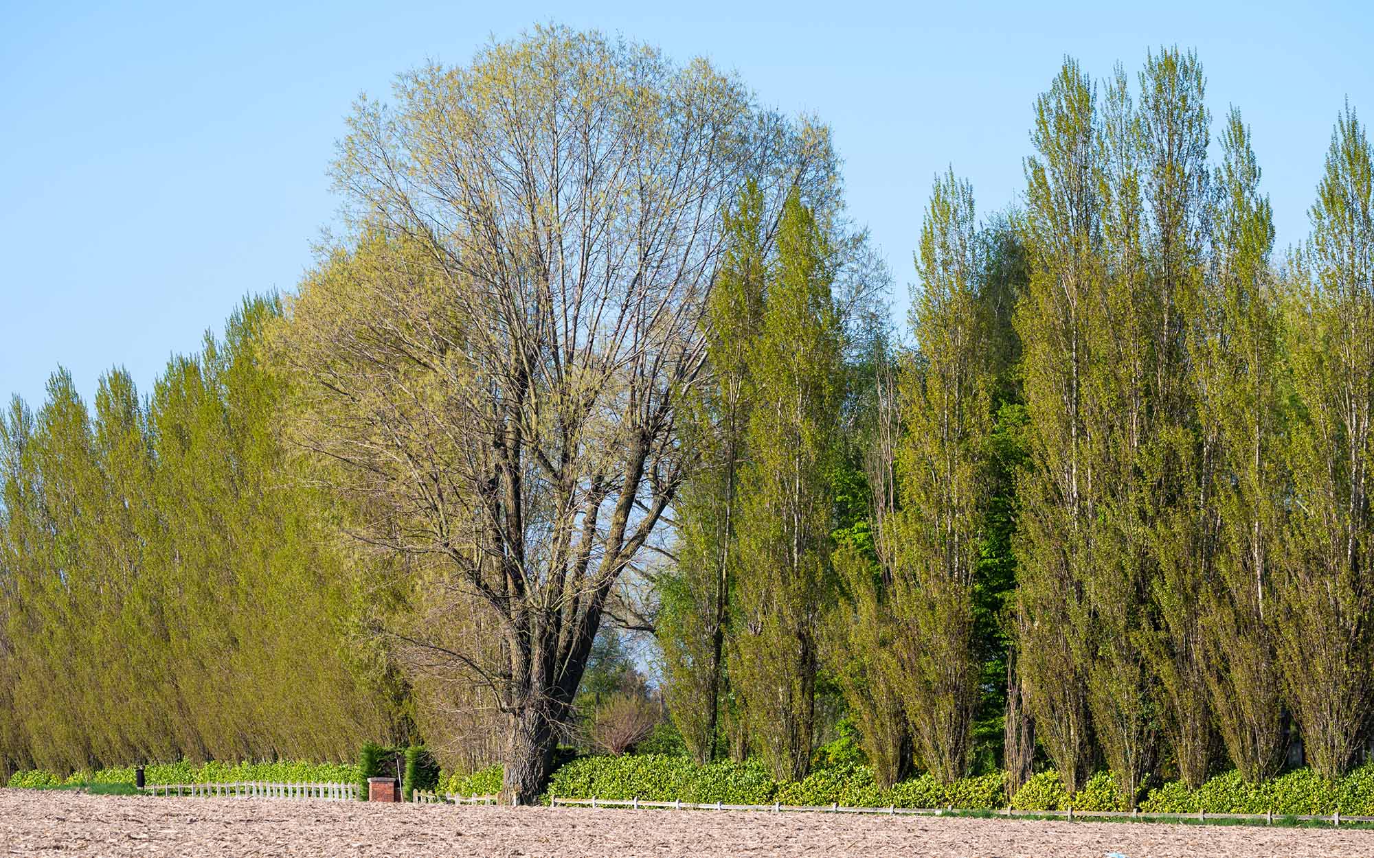 Best Time to Fertilize Trees | Meyer Tree Service