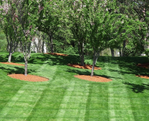 trees on green lawn, outdoor landscaping