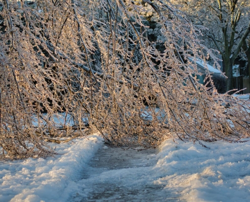 Icy and slippery sidewalk is blocked by fallen frozen tree that was damaged