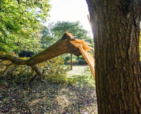 Large tree limb broken off