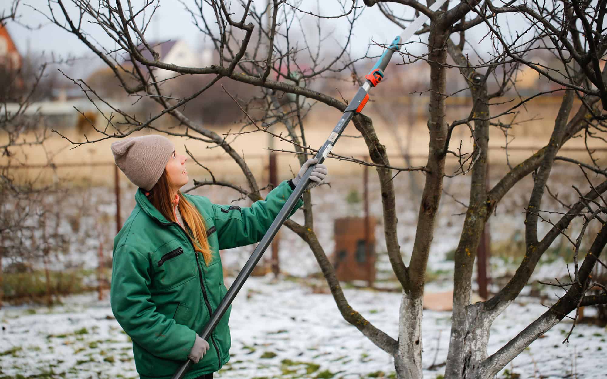 Trees Schedule Spring Is a Tree Risk Assessment Needed This Winter?