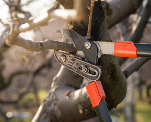 pruning fruit trees with pruning shears