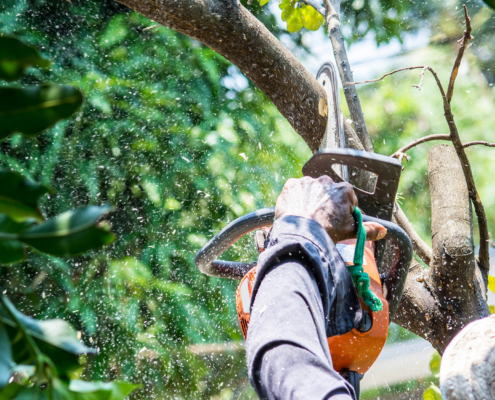 When and Why to Prune Trees in Spring Before Bud Break