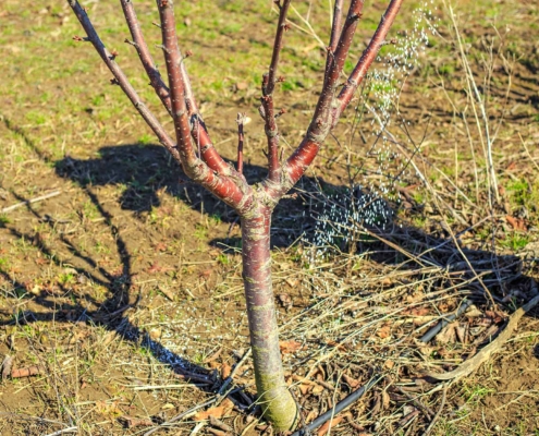 Certified Arborist Tips for Spring Tree Fertilization