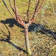 Certified Arborist Tips for Spring Tree Fertilization