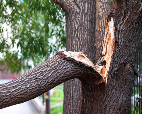 Common Tree Problems St. Louis Homeowners Should Watch for After Winter