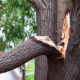 Common Tree Problems St. Louis Homeowners Should Watch for After Winter