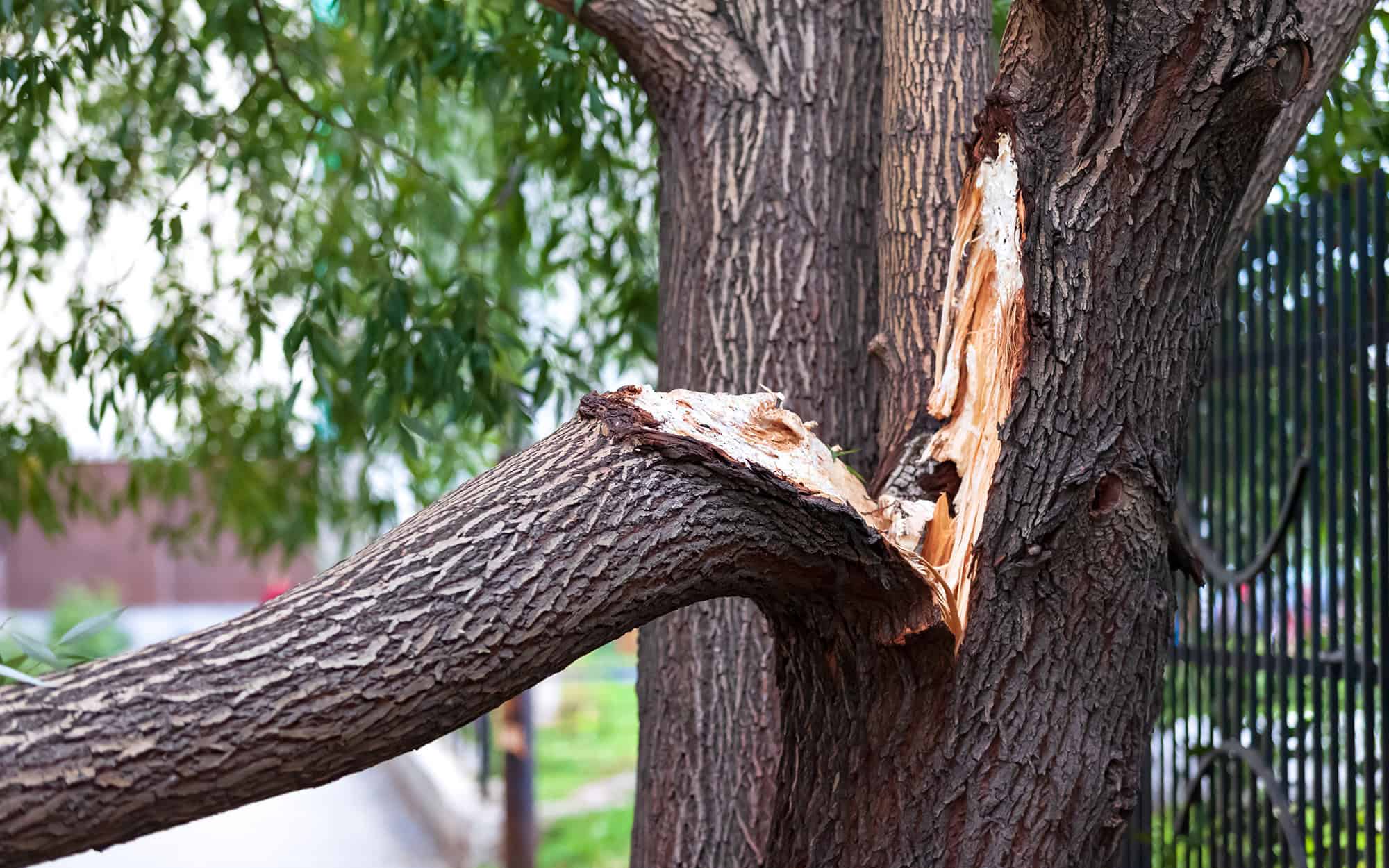 Common Tree Problems After Winter | Meyer Tree Services