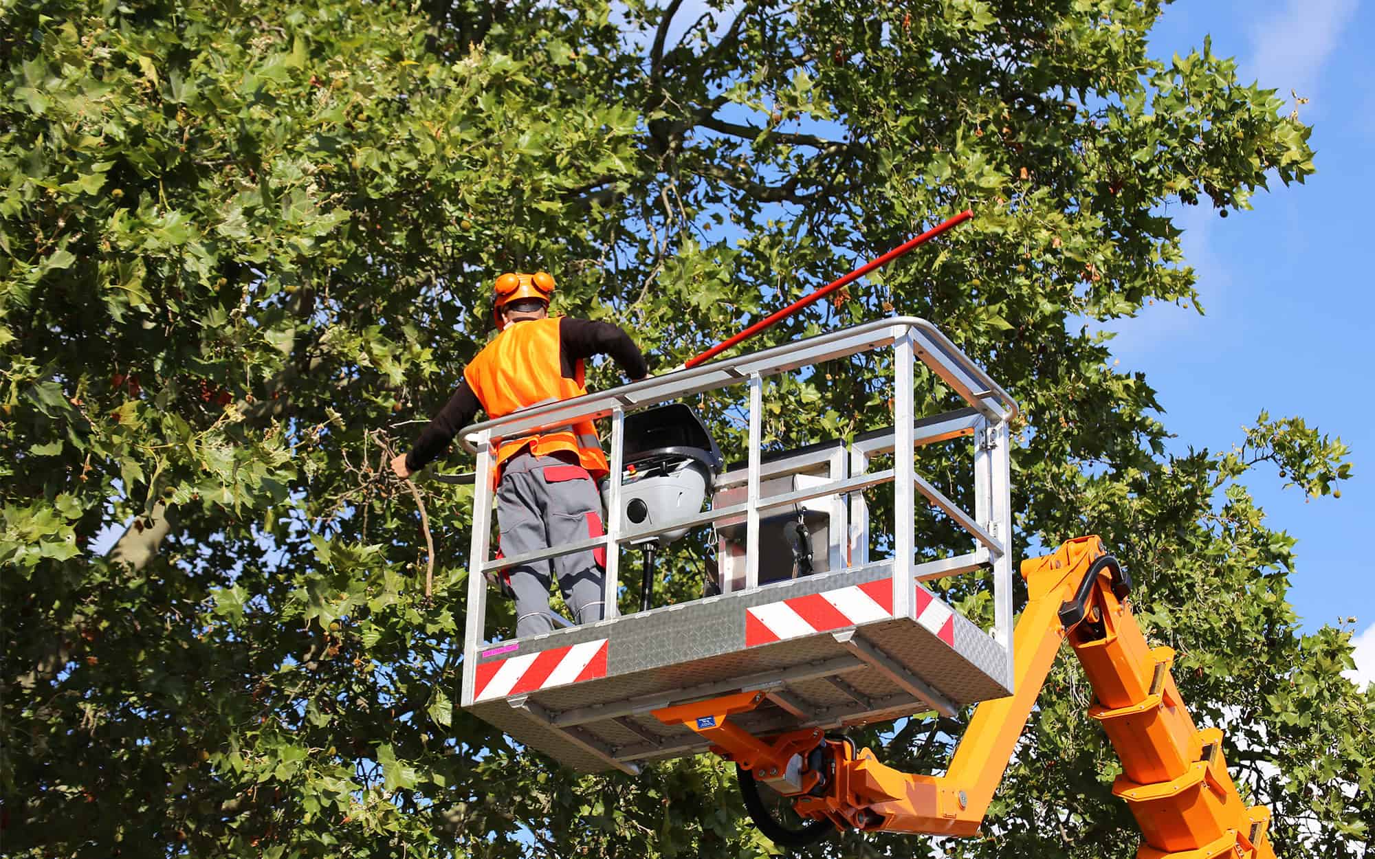 Structural Pruning for Storm Protection | Meyer Tree Service