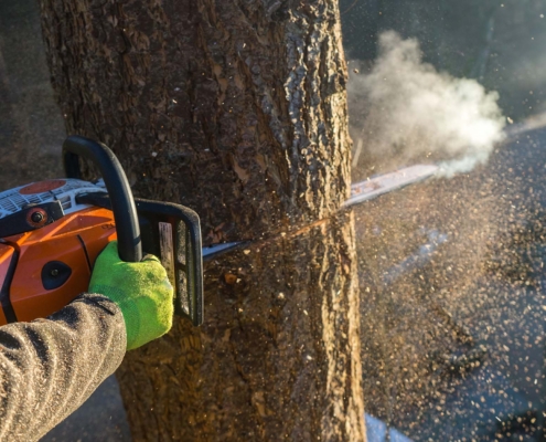 Why Early Spring Is the Smartest Time to Schedule an Arborist