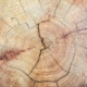 Close up photo of cut rings texture of a tree