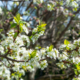 How to Reclaim Your Yard From Missouri’s Invasive Plants
