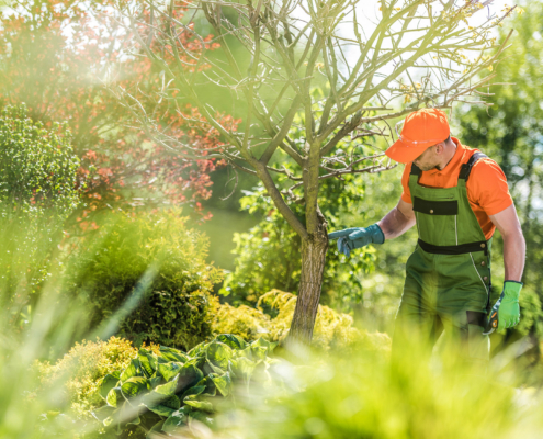 What to Look for When Hiring a Tree Company in St. Louis