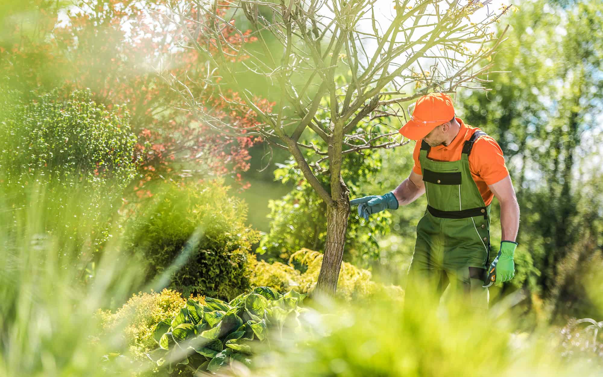 What to Look for When Hiring Tree Companies in St. Louis