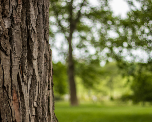 tree side close up with foliage in the background